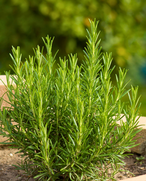 Rosemary - Rosmarinus officinalis