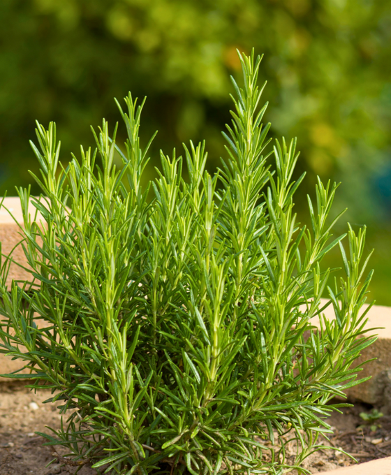 Rosemary - Rosmarinus officinalis Image 1