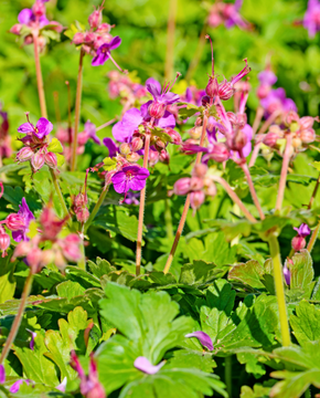 Geranium cantabrigiense 'Cambridge'