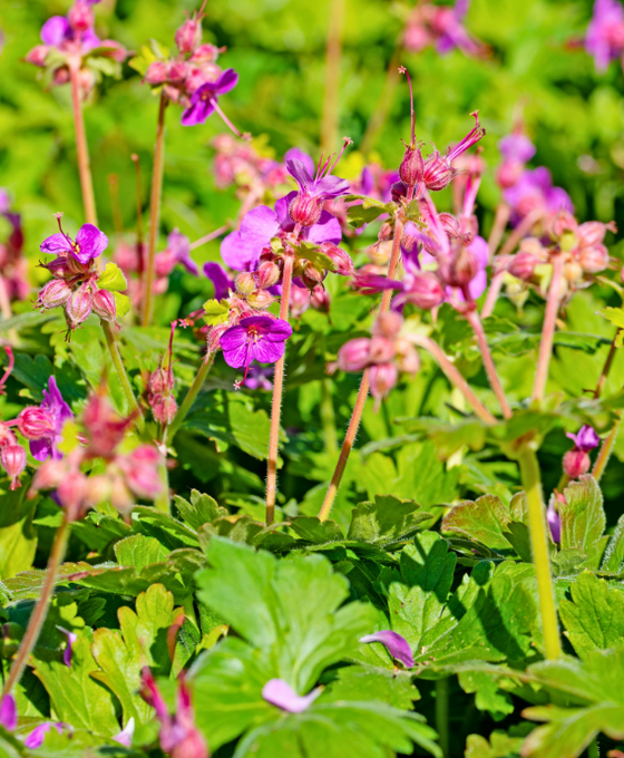 Geranium cantabrigiense 'Cambridge' Image 1