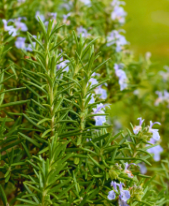 Rosemary - Rosmarinus officinalis Image 2