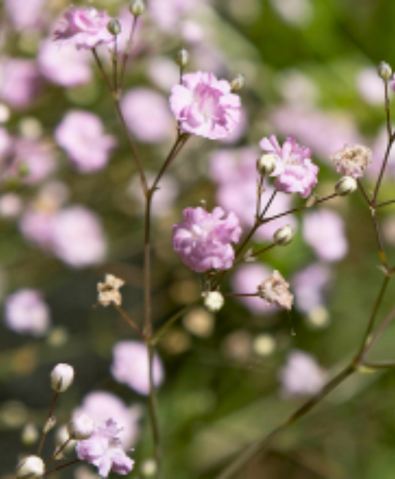 Gypsophila repens 'Rosea' Image 2