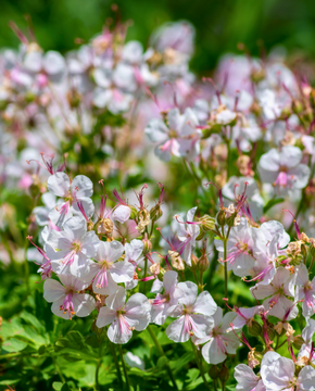 Geranium cantabrigiense 'Biokovo'