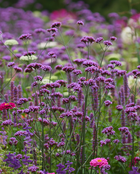 Verbena bonariensis