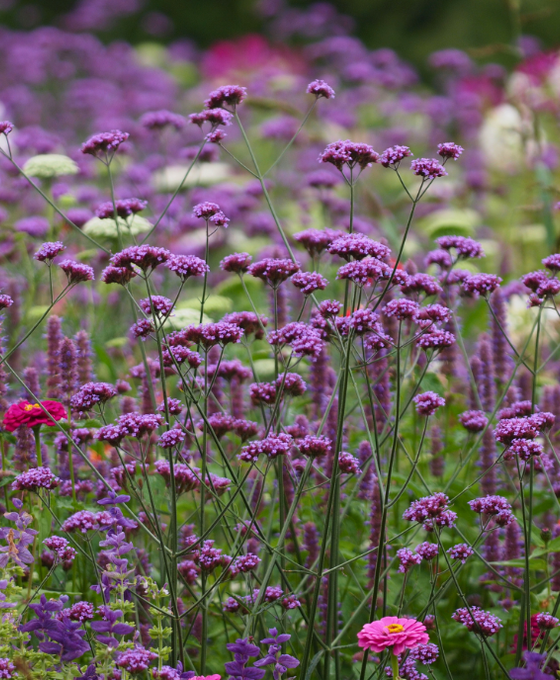 Verbena bonariensis Image 1