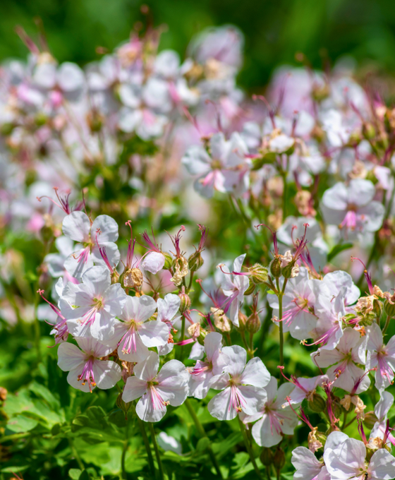 Geranium cantabrigiense 'Biokovo' Image 1