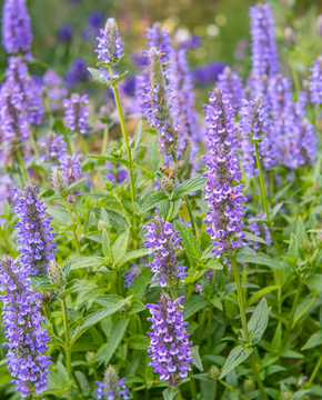 Nepeta nervosa 'Blue Moon' - Catmint