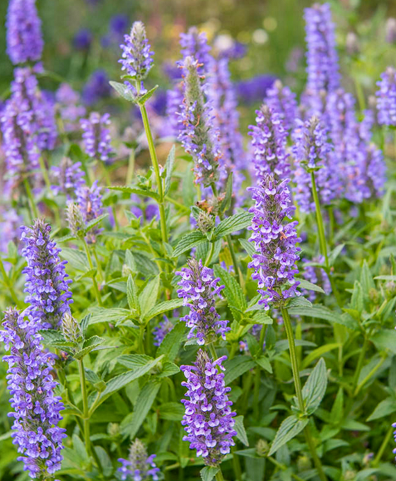Nepeta nervosa 'Blue Moon' - Catmint Image 1