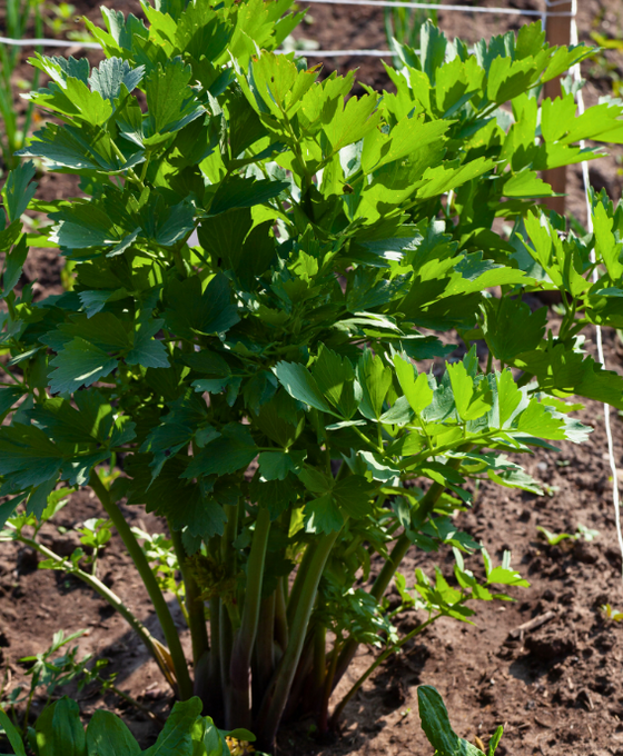 Levisticum officinale - Lovage Image 1