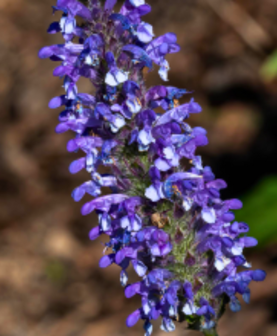 Lavandula angustifolia 'Munstead' - English Lavender Image 2