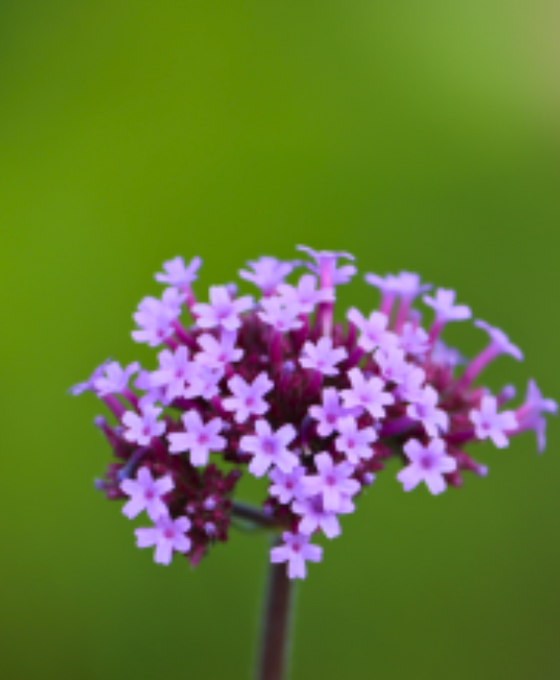Verbena bonariensis Image 2