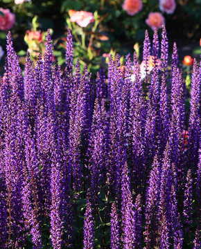 Lavandula angustifolia 'Munstead' - English Lavender