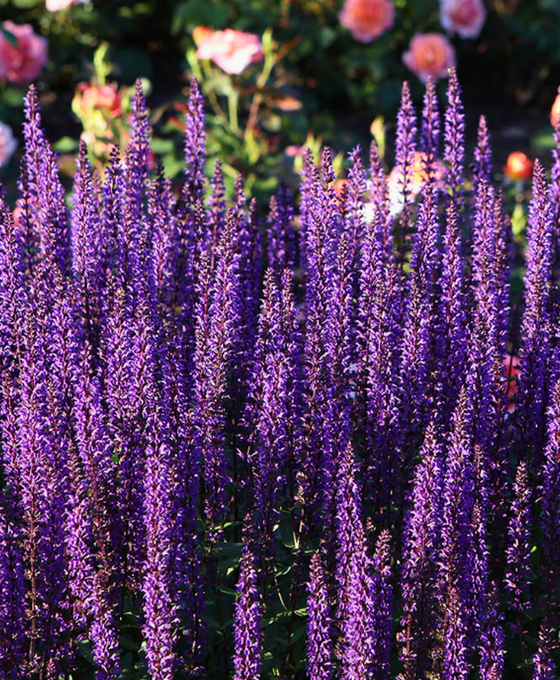 Lavandula angustifolia 'Munstead' - English Lavender Image 1
