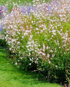 Gaura lindheimeri - Lindheimer's Beeblossom