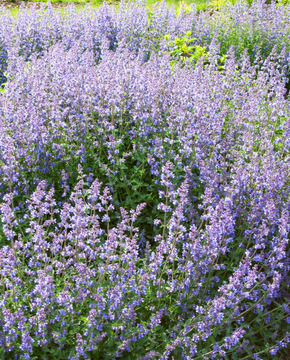 Nepeta 'Walker's Low' - Catmint
