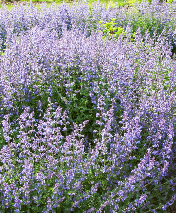 Nepeta 'Walker's Low' - Catmint Image 1
