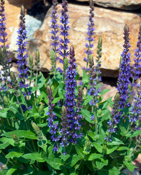 Salvia nemorosa 'Ostfriesland'