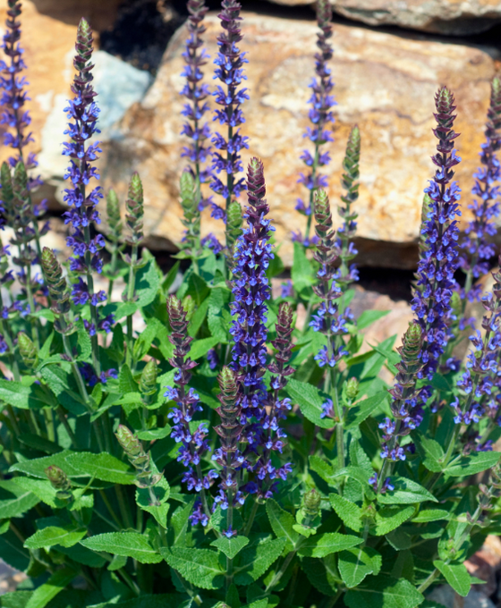 Salvia nemorosa 'Ostfriesland' Image 1