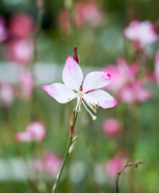 Gaura lindheimeri - Lindheimer's Beeblossom Image 2