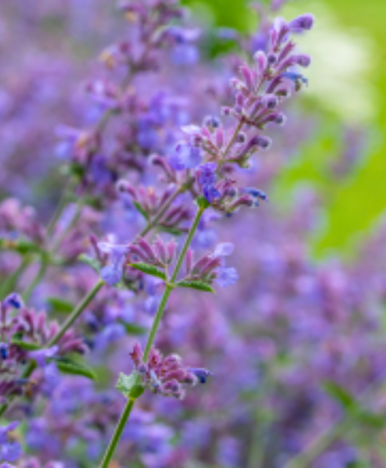 Nepeta 'Walker's Low' - Catmint Image 2