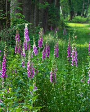 Digitalis purpurea 'Gloxiniiflora' - Foxglove