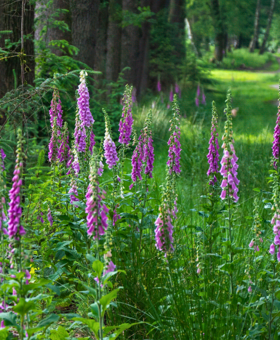 Digitalis purpurea 'Gloxiniiflora' - Foxglove Image 1