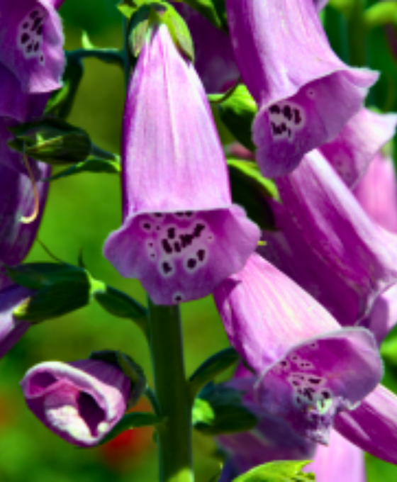 Digitalis purpurea 'Gloxiniiflora' - Foxglove Image 2