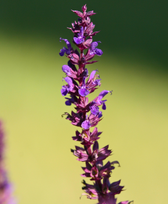 Salvia nemorosa 'Blaukönigin' Image 1
