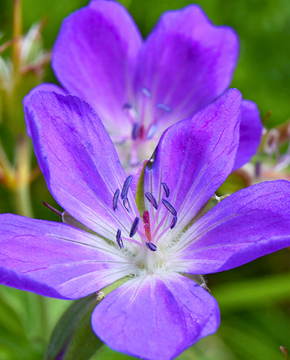 Geranium 'Johnson's Blue'