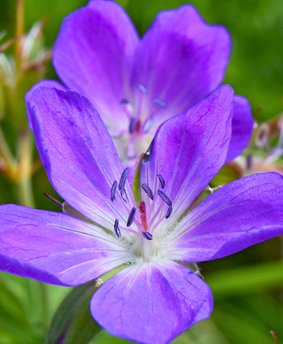 Geranium 'Johnson's Blue' Image 1