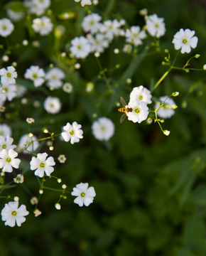 Gypsophila repens 'Alba'