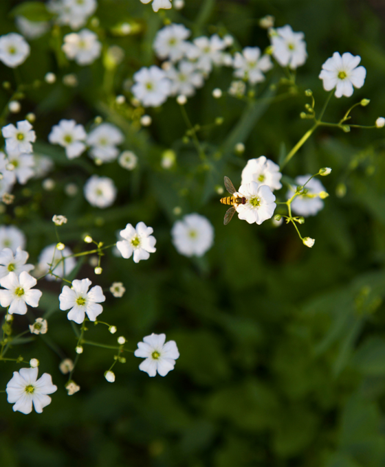 Gypsophila repens 'Alba' Image 1